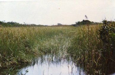 USA : Everglades
(1979)
